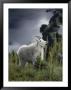 A Rocky Mountain Goat Feeds On The Seed Heads Of Beargrass by Michael S. Quinton Limited Edition Print