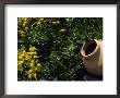 A Clay Planter Surrounded By Flowering Succulent Plants by David Evans Limited Edition Print