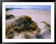 Deserted Beach On The South Coast, South West National Park, Tasmania, Australia by Grant Dixon Limited Edition Print