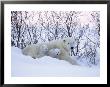 Polar Bears, Mother With Very Young Cubs Just Leaving Winter Den, Manitoba, Canada by Daniel Cox Limited Edition Print