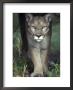 Mesmerising Glare Of A Stalking Puma Hunting Prey, Australia by Jason Edwards Limited Edition Print
