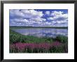 Fireweed, Lake And Clouds Reflecting In A Lake, Alaska by Rich Reid Limited Edition Print