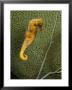 Sea Horse Against Sea Fan by George Grall Limited Edition Pricing Art Print