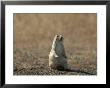 Black-Tailed Prairie Dog In Eastern Montana by Joel Sartore Limited Edition Print