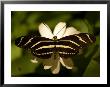 Zebra-Winged Butterfly At The Lincoln Children's Zoo, Nebraska by Joel Sartore Limited Edition Print