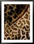Closeup Of Two Masai Giraffes by Tim Laman Limited Edition Print