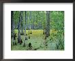 Atchafalaya Swamp Near Gibson In The Heart Of 'Cajun Country', Louisiana, Usa by Robert Francis Limited Edition Print