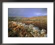 Dry Stone Wall, Autumnal Scene Near Haytor, Dartmoor National Park, Devon, England, Uk, Europe by Lee Frost Limited Edition Print