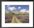 Lavender And Spring Flowers On The Road From The Bekaa Valley To The Mount Lebanon Range, Lebanon by Gavin Hellier Limited Edition Print