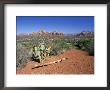 View Over West Sedona From The Slopes Of Table Top Mountain, Arizona, Usa by Ruth Tomlinson Limited Edition Print