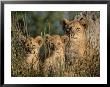 Lion Cubs, Panthera Leo, Kruger National Park, South Africa, Africa by Ann & Steve Toon Limited Edition Print