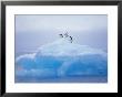 Adelie Penguins On Iceberg, Paulet Island, Antarctica, Polar Regions by David Tipling Limited Edition Print