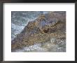 Close-Up Of Nile Crocodile (Crocodylus Niloticus), Kruger National Park, South Africa, Africa by Ann & Steve Toon Limited Edition Print