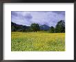 Meadow, Flowers On A Meadow, Bad Toelz, Bayern, Germany by Thorsten Milse Limited Edition Print