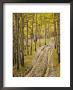 Two-Track Lane Through Fall Aspens, Near Telluride, Colorado by James Hager Limited Edition Print