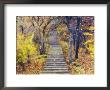 Footpath Through Mountain Forest, Huang Shan, Unesco World Heritage Site, Anhui Province, China by Jochen Schlenker Limited Edition Print