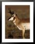 Pronghorn Antelope In Grand Teton National Park, Wyoming, Usa by Diane Johnson Limited Edition Pricing Art Print