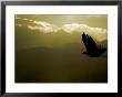 Silhouette Of Bald Eagle Flying Against Mountains And Sky, Homer, Alaska, Usa by Arthur Morris Limited Edition Print