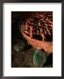 Royal Crypt, Jade, Oyster Shell, And Sub-Jaguar In 6Th Century Tomb, Maya, Copan, Honduras by Kenneth Garrett Limited Edition Pricing Art Print