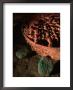 Royal Crypt, Jade, Oyster Shell, And Sub-Jaguar In 6Th Century Tomb, Maya, Copan, Honduras by Kenneth Garrett Limited Edition Print