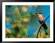 Indian Roller In Bandhavgarh National Park, India by Dee Ann Pederson Limited Edition Print