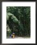 Buddhist Monk Beneath Tall Bamboo, Peradeniya Gardens, Kandy, Sri Lanka by David Beatty Limited Edition Print