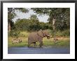 Elephant, Loxodonta Africana, With Waterbuck, At Water In Kruger National Park by Steve & Ann Toon Limited Edition Pricing Art Print