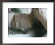 Victim Of Vesuvius Eruption, Form Later Revealed By Injecting Plaster, Campania by Walter Rawlings Limited Edition Print
