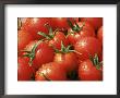Close-Up Of Tomatoes, England, United Kingdom by Roy Rainford Limited Edition Print
