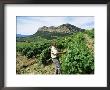 Vineyards, Patrimonio Area, Corsica, France by Yadid Levy Limited Edition Print