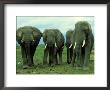 Elephants, Group Of Bulls, Kenya by Martyn Colbeck Limited Edition Print