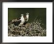Osprey (Pandion Haliaetus) Pair On Nest, Lovers Keys, Florida by Roy Toft Limited Edition Print