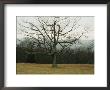 Bare Tree In A Meadow With Morning Fog by Raymond Gehman Limited Edition Print