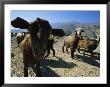 Goats At Sinkhole by Stephen Alvarez Limited Edition Print