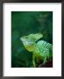 Green Basilisk(Basiliscus Plumifrons), Costa Rica by Alfredo Maiquez Limited Edition Print