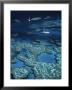 Great Barrier Reef, Queensland, Australia by Danielle Gali Limited Edition Print