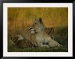 African Lioness At Rest With Her Cubs In Afternoon Light by Beverly Joubert Limited Edition Print