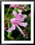 Nerine Bowdenii (Cape Flower) Bulbous Perennial by Mark Bolton Limited Edition Pricing Art Print
