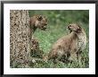 Mountain Lion, Male/Female Relationship, Washington by Frank Schneidermeyer Limited Edition Print