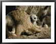 A Meerkat Pup Peers At The Camera by Jason Edwards Limited Edition Pricing Art Print