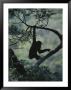 Young Chimpanzee Playing In Tree by Michael Nichols Limited Edition Print