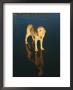 A Dog And Its Reflection Shine In The Afternoon Sunlight On A California Beach by Stacy Gold Limited Edition Print