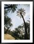 Man Sitting On A Bench Along A Palm Tree-Lined Path by Richard Nowitz Limited Edition Print