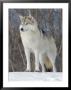 Gray Wolf, Ste-Anne-De-Bellevue, Canada by Robert Servranckx Limited Edition Print