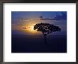 Early Sunrise On Vulture Gliding In Silhouetted Tree Of The Maasai Mara, Kenya by Joe Restuccia Iii Limited Edition Print