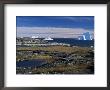 Shore Platform With Autumn Tundra, Qeqertarsuaq (Godhavn), Disko Bay, Island, West Coast, Greenland by Tony Waltham Limited Edition Pricing Art Print