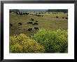 American Bison Graze On Gentle Hills Near Trees Displaying Autumn Foliage by Joel Sartore Limited Edition Pricing Art Print
