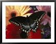 A Spicebush Swallowtail Butterfly Resting On Colorful Gerbera Daisies by Darlyne A. Murawski Limited Edition Print