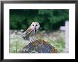 Barn Owl, With Shrew, Uk by David Tipling Limited Edition Print