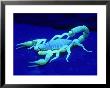 Giant Hairy Scorpion by David M. Dennis Limited Edition Pricing Art Print